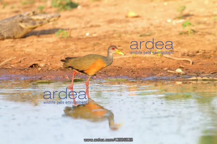 : Grey-necked Wood-rail : Grey-necked Wood-rail