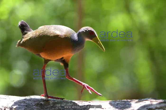  : Grey-necked Wood-rail