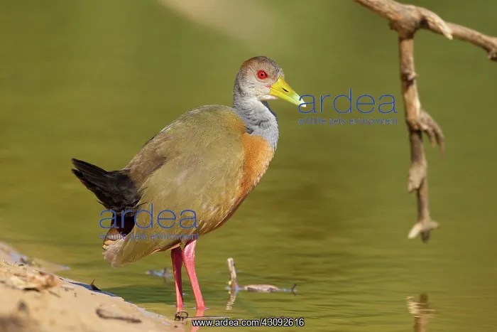 : Grey-necked Wood Rail : Grey-necked Wood Rail