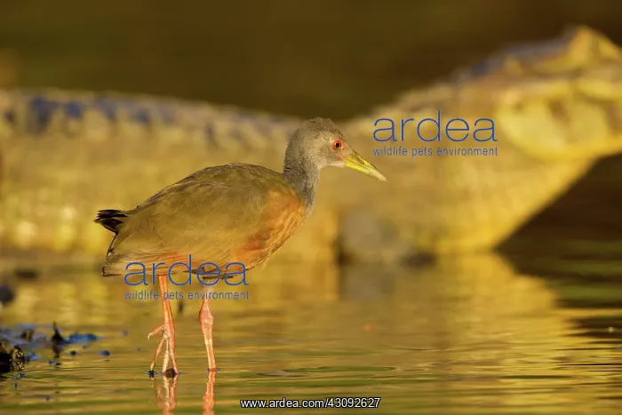 : Grey-necked Wood Rail : Grey-necked Wood Rail