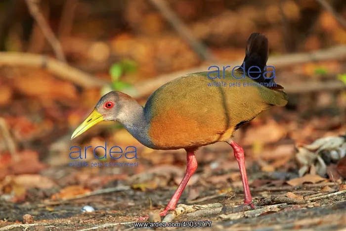 : Grey-necked Wood-rail adult Pantanal area Mato Grosso : Grey-necked Wood-rail adult Pantanal area Mato Grosso