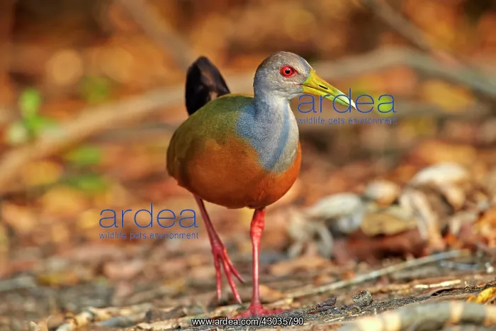: Grey-necked Wood-rail adult Pantanal area Mato Grosso : Grey-necked Wood-rail adult Pantanal area Mato Grosso