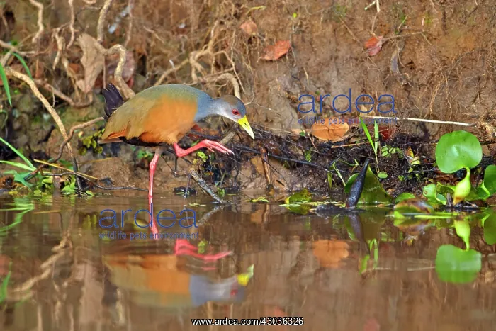 : Grey-necked Wood-rail adult Pantanal area Mato Grosso : Grey-necked Wood-rail adult Pantanal area Mato Grosso