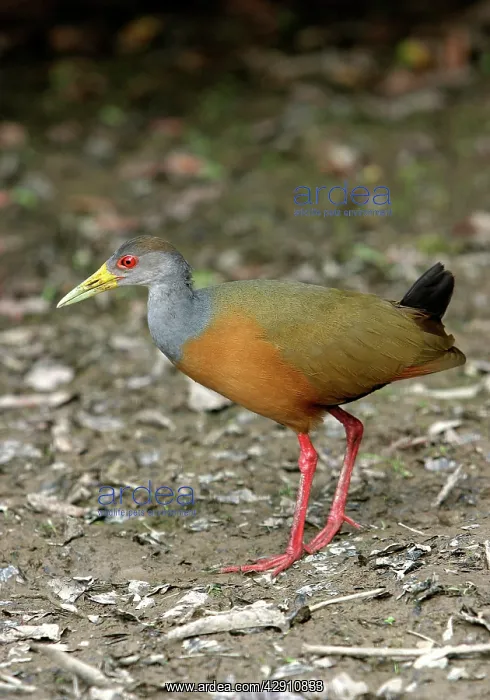  : Grey-necked WOOD-RAIL - side view