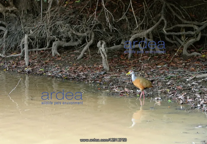 : Grey-necked WOOD-RAIL - at water : Grey-necked WOOD-RAIL - at water