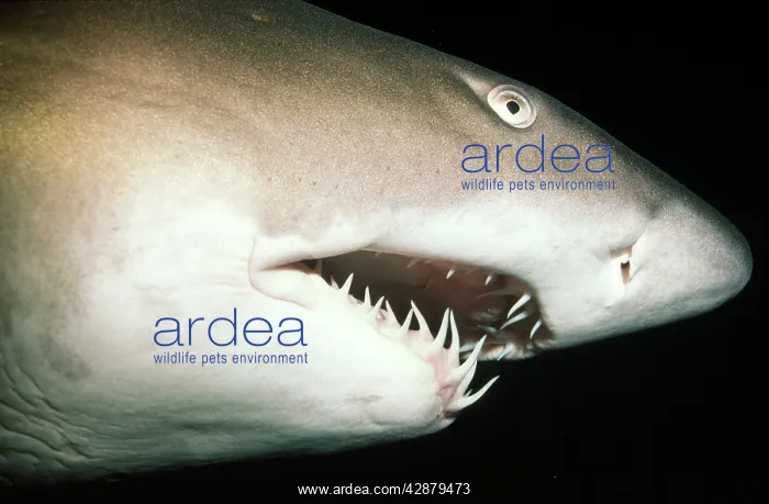 : Grey Nurse / Ragged-tooth / Sand Tiger SHARK : Grey Nurse / Ragged-tooth / Sand Tiger SHARK