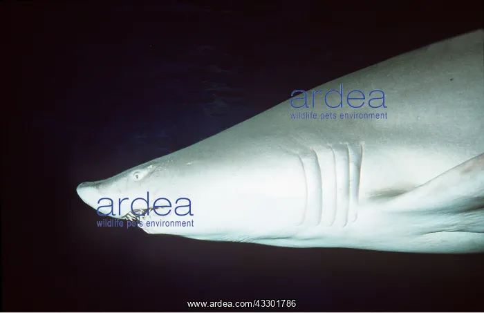 : Grey Nurse / Ragged-tooth / Sand Tiger SHARK : Grey Nurse / Ragged-tooth / Sand Tiger SHARK