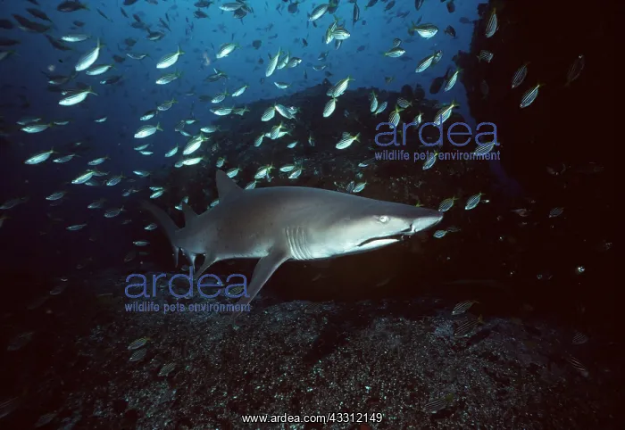 : Grey Nurse / Ragged-tooth / Sand Tiger SHARK : Grey Nurse / Ragged-tooth / Sand Tiger SHARK