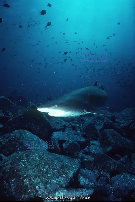 : Grey Nurse / Ragged-tooth / Sand Tiger SHARK : Grey Nurse / Ragged-tooth / Sand Tiger SHARK