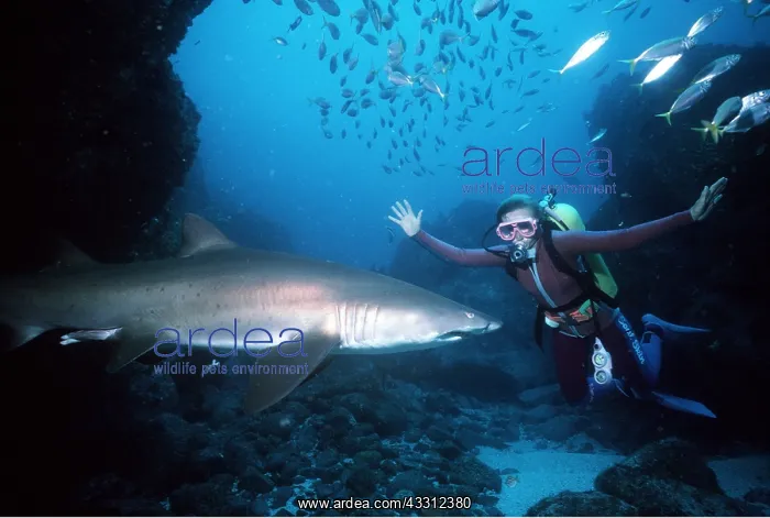 : Grey Nurse / Ragged-tooth / Sand Tiger SHARK and diver : Grey Nurse / Ragged-tooth / Sand Tiger SHARK and diver