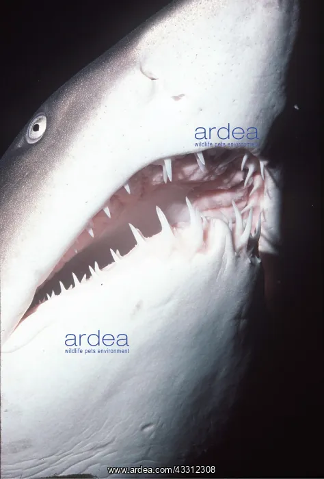 : Grey Nurse / Ragged-tooth / Sand Tiger SHARK - mouth open : Grey Nurse / Ragged-tooth / Sand Tiger SHARK - mouth open