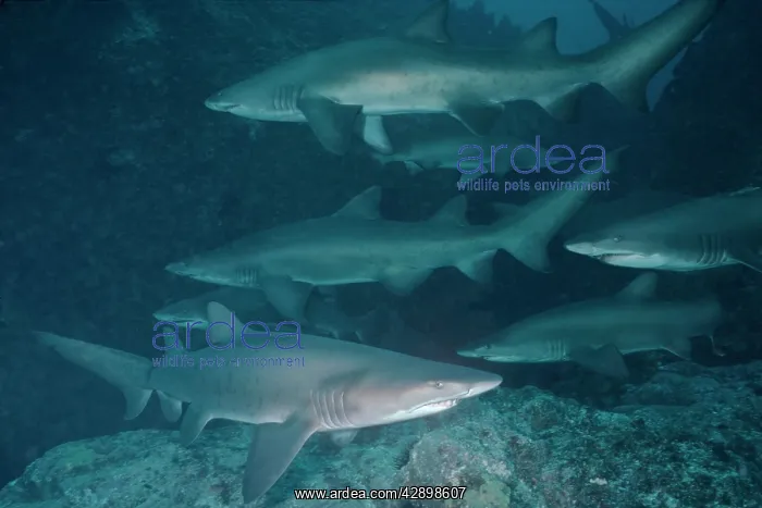 : Grey Nurse / Sand Tiger / Ragged-tooth Shark - : Grey Nurse / Sand Tiger / Ragged-tooth Shark -