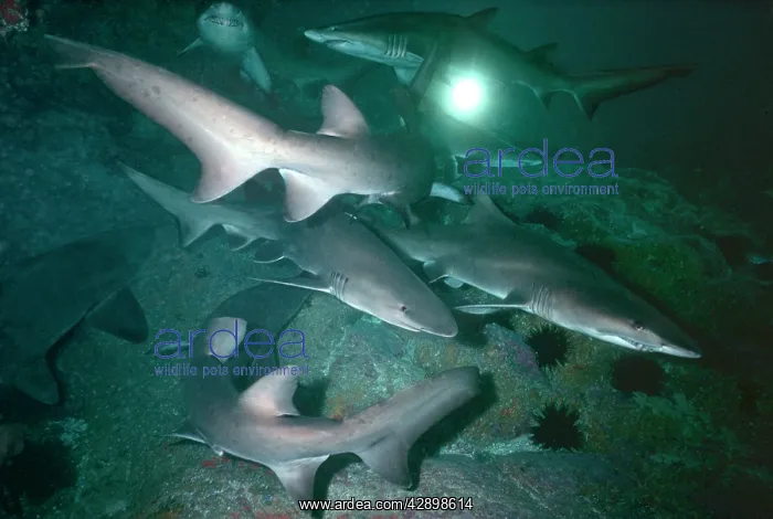 : Grey Nurse / Sand Tiger / Ragged-tooth Shark - : Grey Nurse / Sand Tiger / Ragged-tooth Shark -