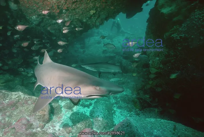 : Grey Nurse / Sand Tiger / Ragged-tooth Shark - : Grey Nurse / Sand Tiger / Ragged-tooth Shark -