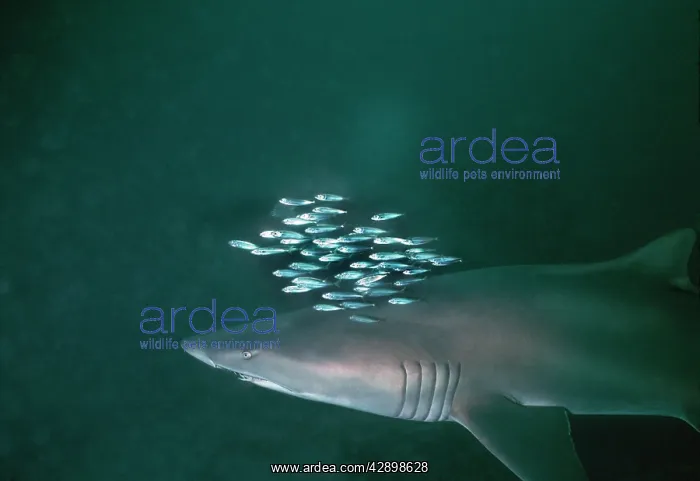 : Grey Nurse / Sand Tiger / Ragged-tooth Shark - : Grey Nurse / Sand Tiger / Ragged-tooth Shark -