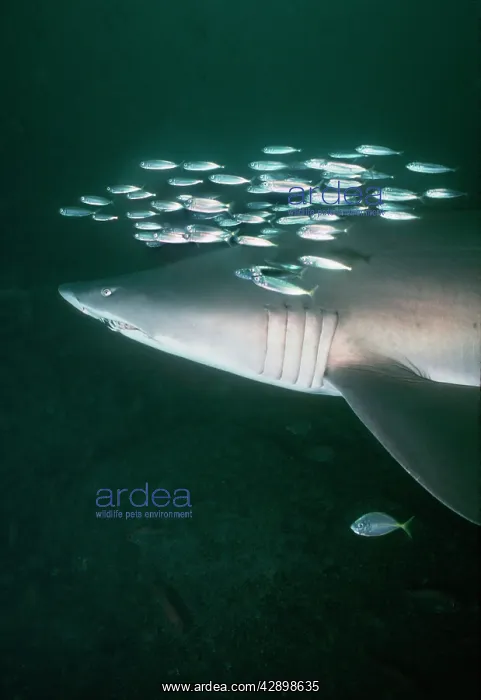 : Grey Nurse / Sand Tiger / Ragged-tooth Shark - : Grey Nurse / Sand Tiger / Ragged-tooth Shark -