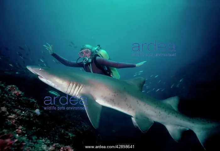 : Grey Nurse / Sand Tiger / Ragged-tooth Shark - : Grey Nurse / Sand Tiger / Ragged-tooth Shark -