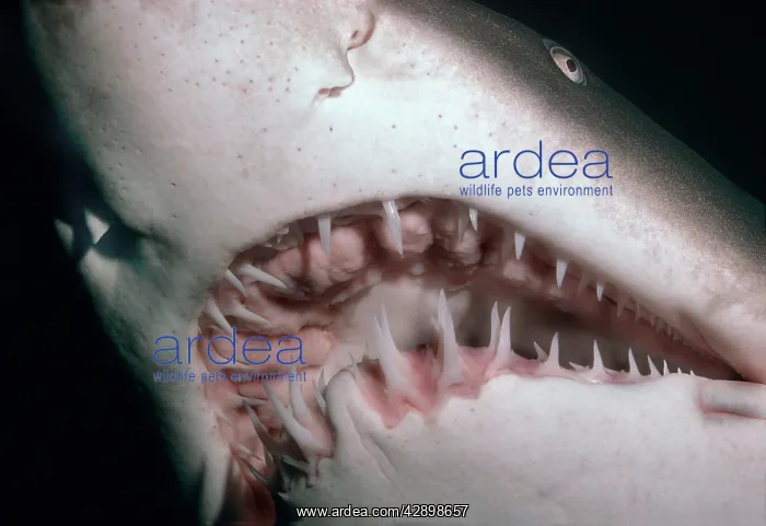 : Grey Nurse / Sand Tiger / Ragged-tooth Shark - : Grey Nurse / Sand Tiger / Ragged-tooth Shark -