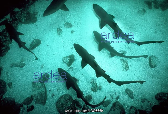 : Grey Nurse / Sand Tiger / Ragged-tooth Shark - : Grey Nurse / Sand Tiger / Ragged-tooth Shark -