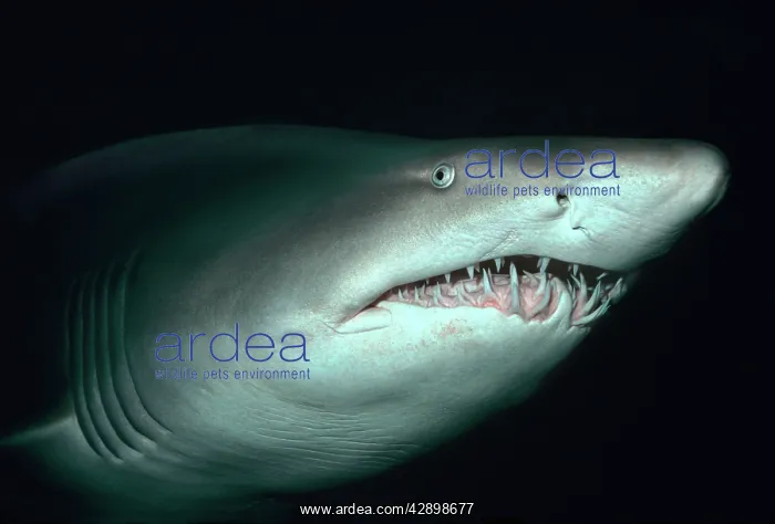 : Grey Nurse / Sand Tiger / Ragged-tooth Shark - : Grey Nurse / Sand Tiger / Ragged-tooth Shark -