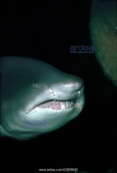 : Grey Nurse / Sand Tiger / Ragged-tooth Shark - : Grey Nurse / Sand Tiger / Ragged-tooth Shark -