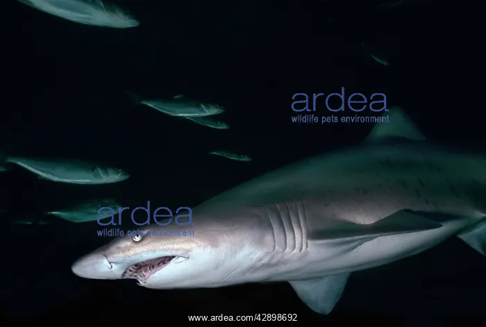 : Grey Nurse / Sand Tiger / Ragged-tooth Shark - : Grey Nurse / Sand Tiger / Ragged-tooth Shark -