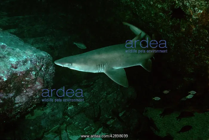 : Grey Nurse / Sand Tiger / Ragged-tooth Shark - : Grey Nurse / Sand Tiger / Ragged-tooth Shark -