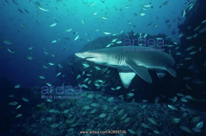 : Grey Nurse / Sand Tiger / Ragged-tooth Shark - : Grey Nurse / Sand Tiger / Ragged-tooth Shark -