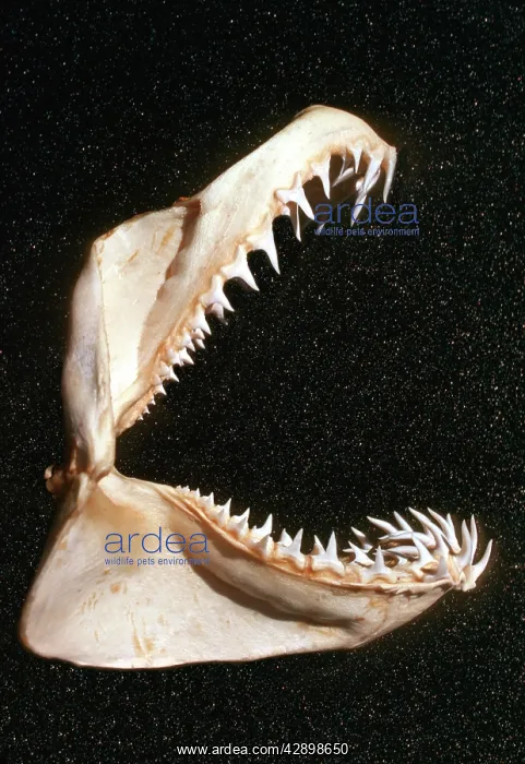 : Grey Nurse / Sand Tiger / Ragged-tooth Shark jaw : Grey Nurse / Sand Tiger / Ragged-tooth Shark jaw