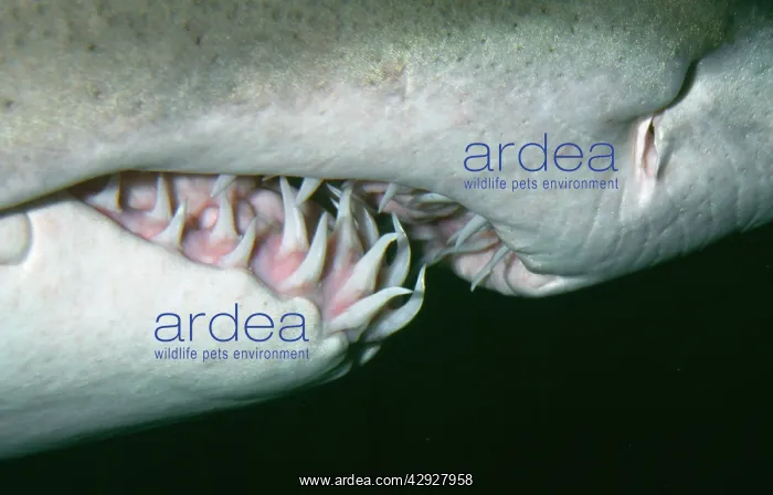 : Grey Nurse Shark - close-up of teeth : Grey Nurse Shark - close-up of teeth