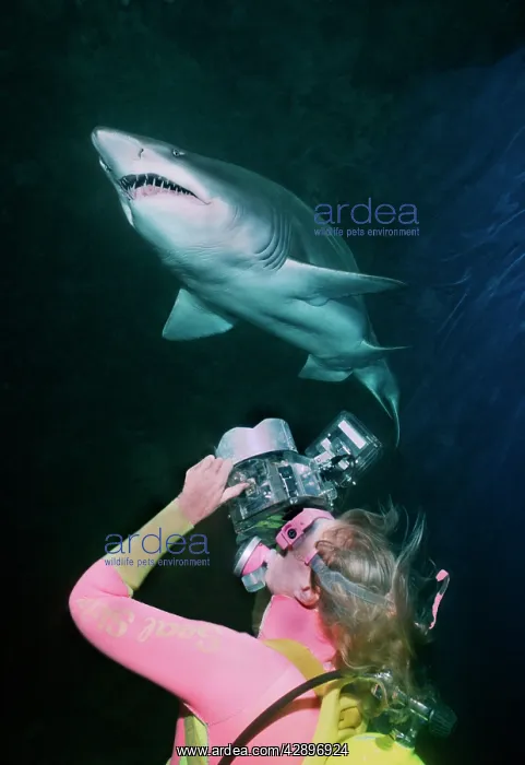 : Grey Nurse Shark - Shark being photographed from below : Grey Nurse Shark - Shark being photographed from below