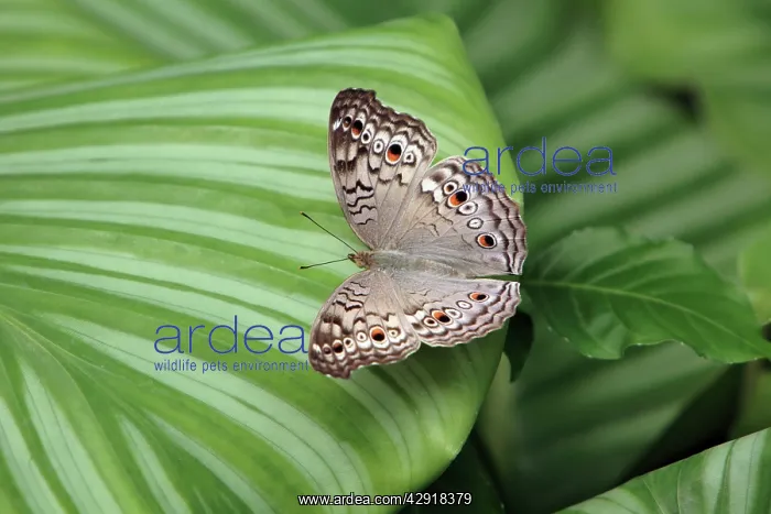 : Grey Pansy Butterfly - resting on plant leaf : Grey Pansy Butterfly - resting on plant leaf