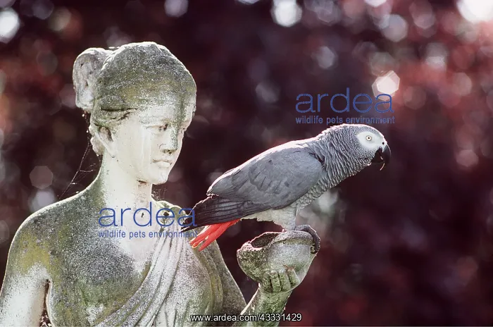 : GREY PARROT - perched on statue : GREY PARROT - perched on statue