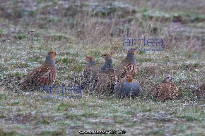 : Grey Partridge : Grey Partridge