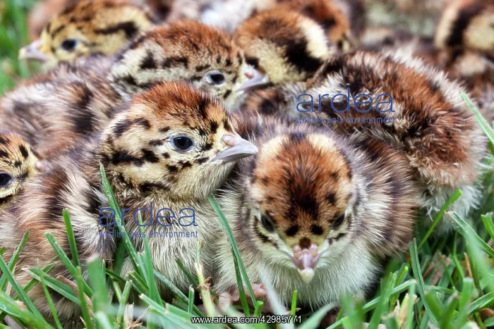 : Grey Partridge : Grey Partridge