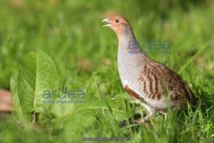 : Grey Partridge : Grey Partridge