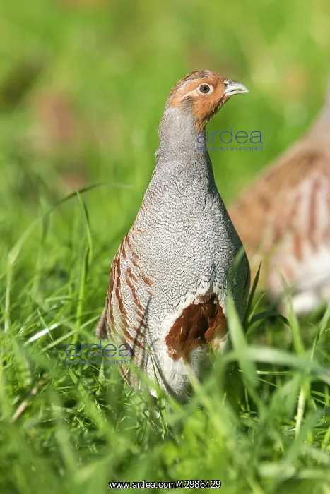 : Grey Partridge : Grey Partridge