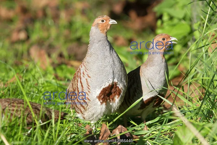 : Grey Partridge : Grey Partridge