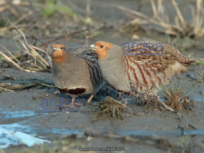 : Grey Partridge : Grey Partridge