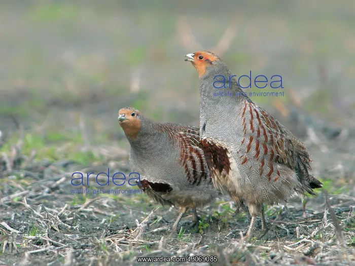 : Grey Partridge : Grey Partridge