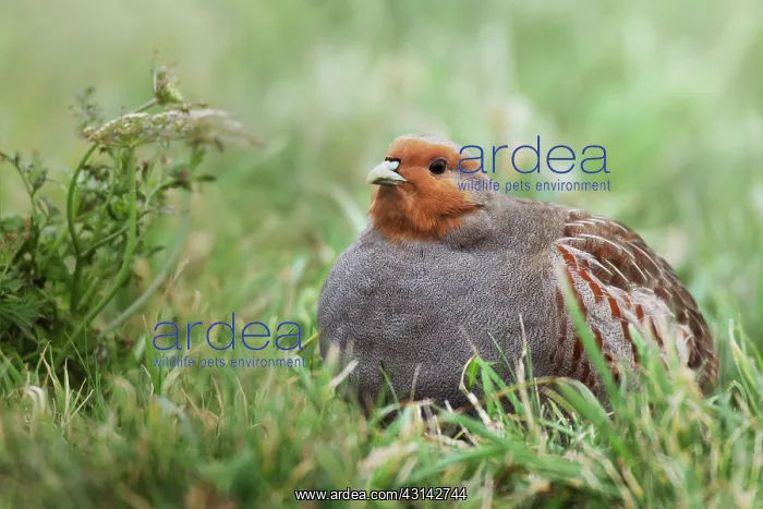 : Grey Partridge : Grey Partridge