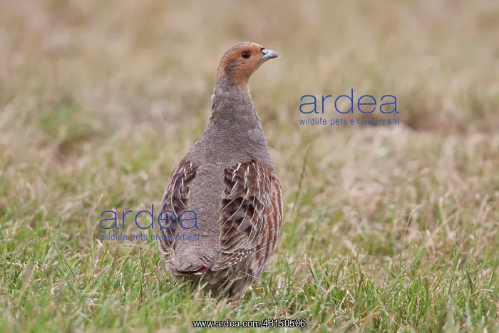 : Grey Partridge : Grey Partridge