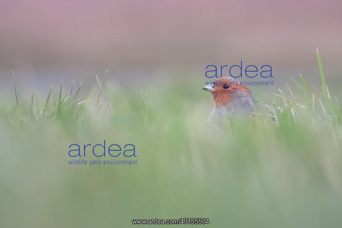 : Grey Partridge : Grey Partridge