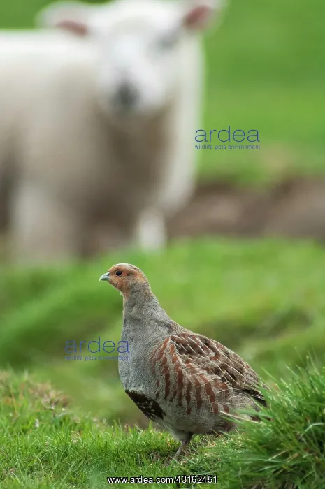 : Grey Partridge : Grey Partridge