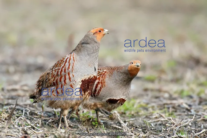 : Grey Partridge : Grey Partridge