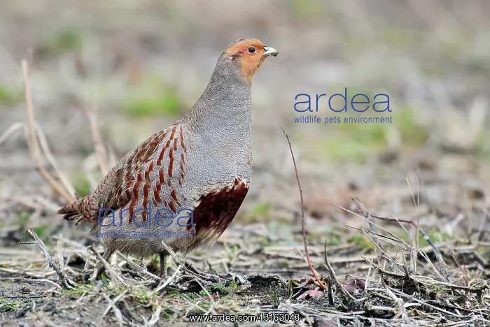 : Grey Partridge : Grey Partridge