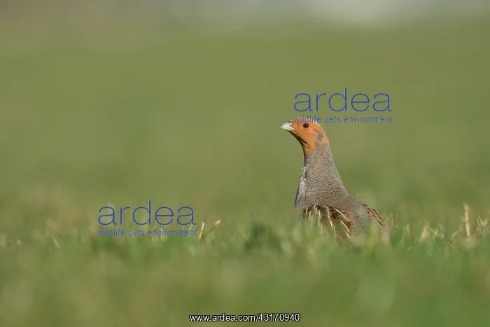 : Grey Partridge : Grey Partridge
