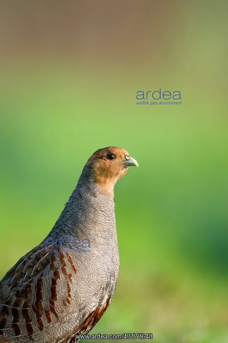 : Grey Partridge : Grey Partridge