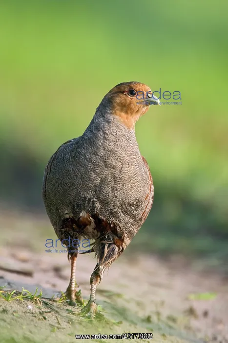 : Grey Partridge : Grey Partridge