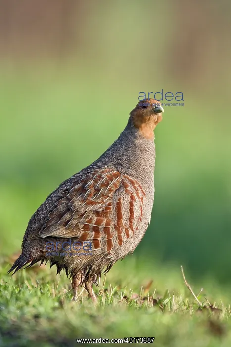 : Grey Partridge : Grey Partridge